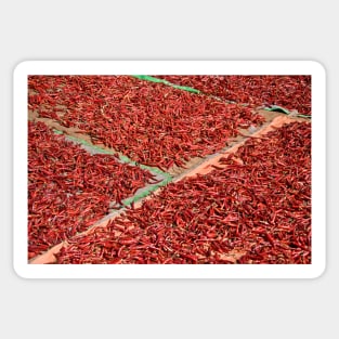 Drying red chili in Myanmar. Sticker